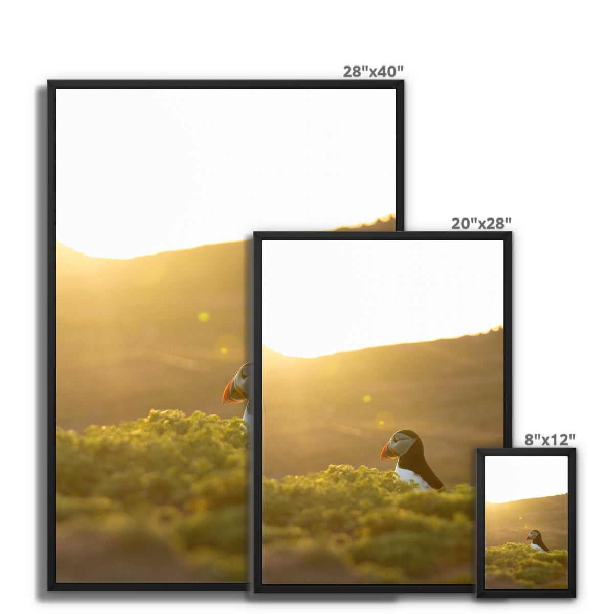 Golden Puffin Framed Canvas