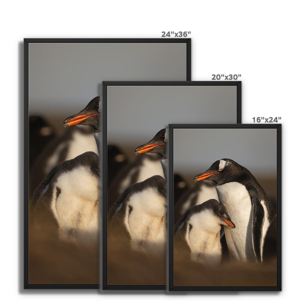 Cuddles in the colony Framed Canvas