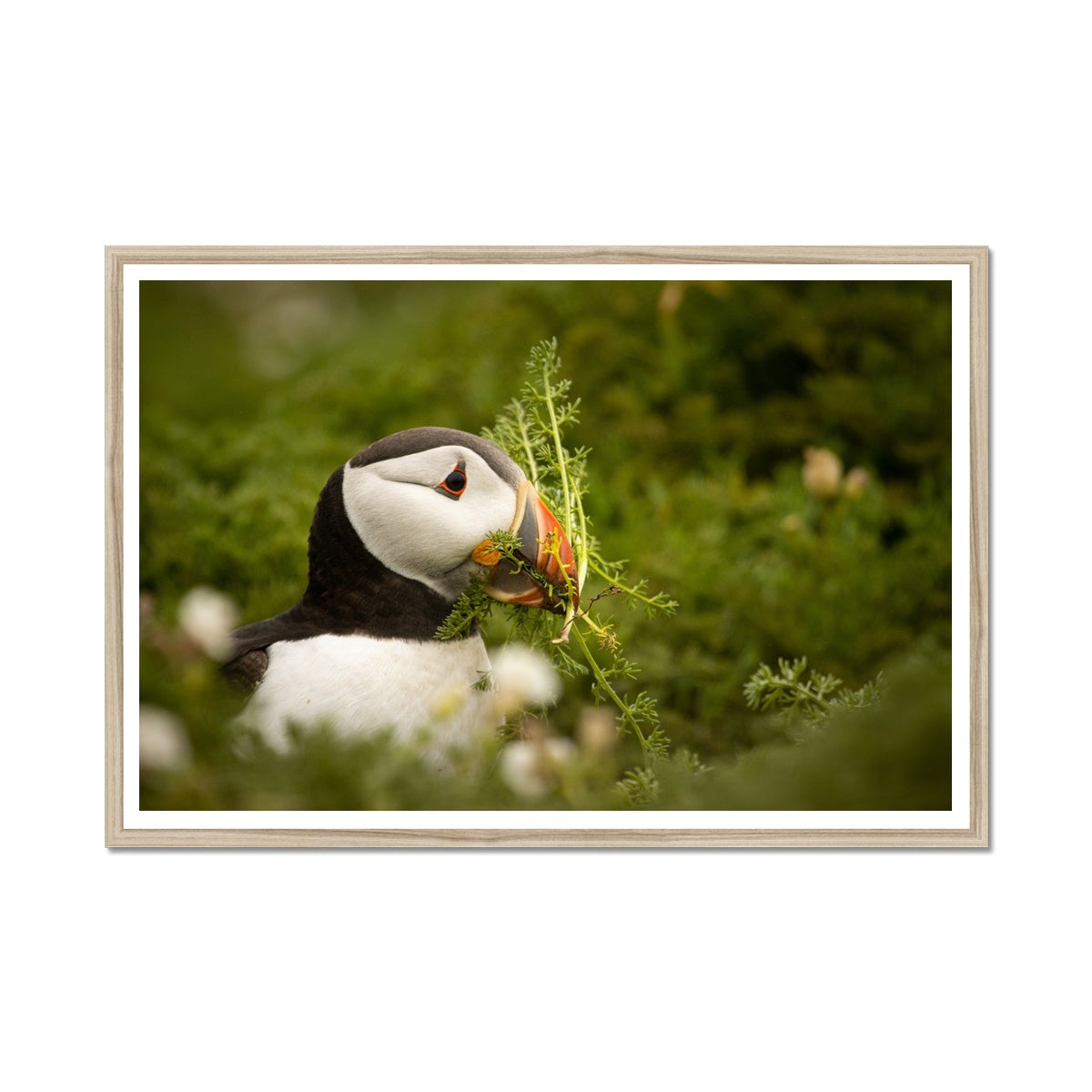 Puffin in foliage Framed Print