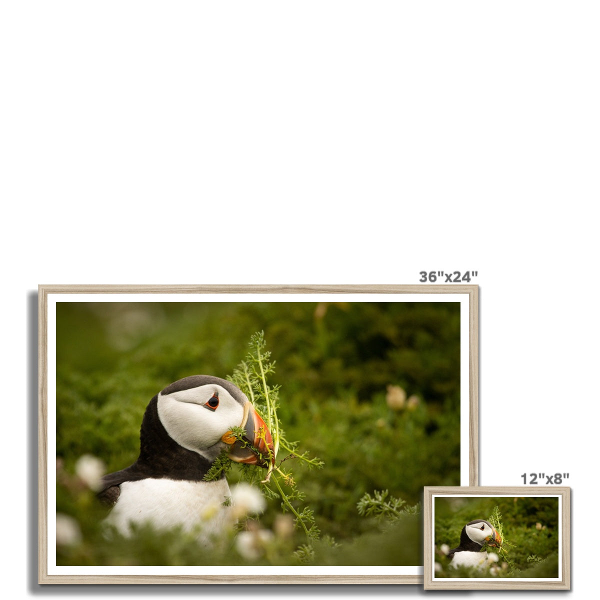 Puffin in foliage Framed Print