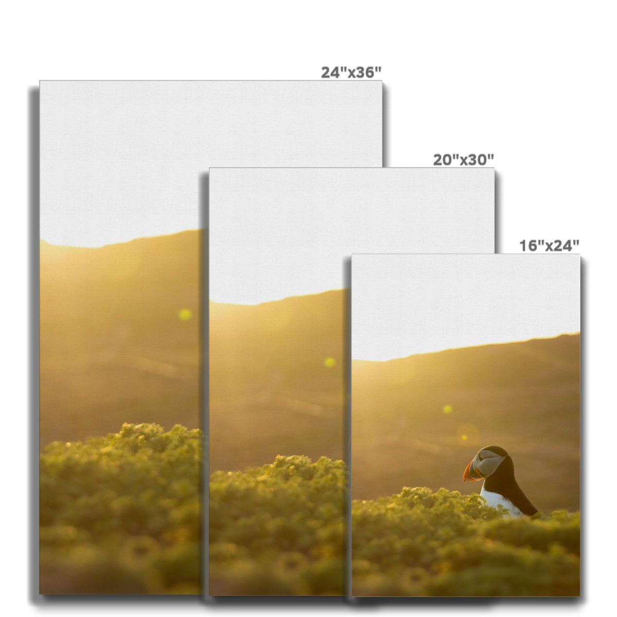 Golden Puffin Canvas