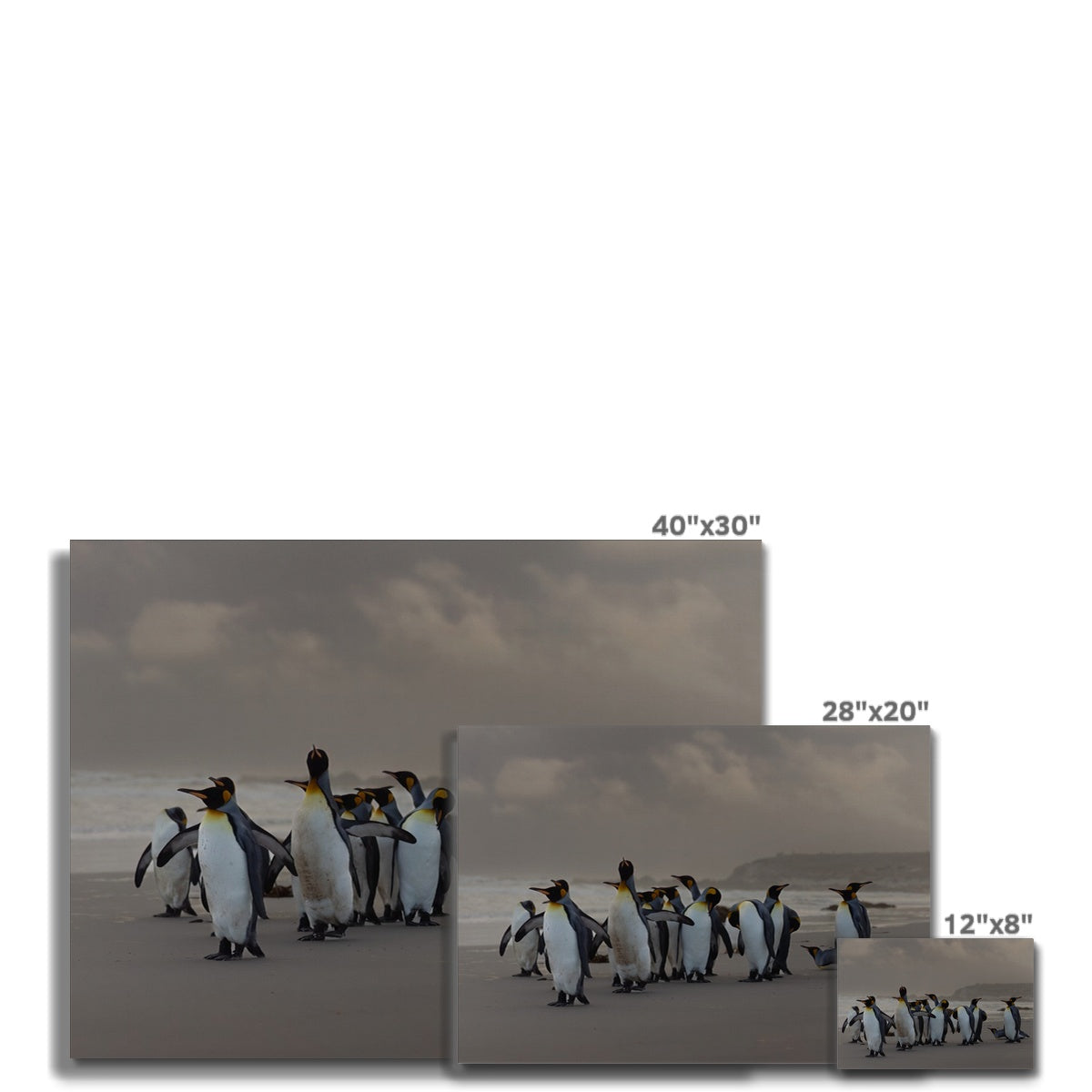 Kings on the beach Canvas