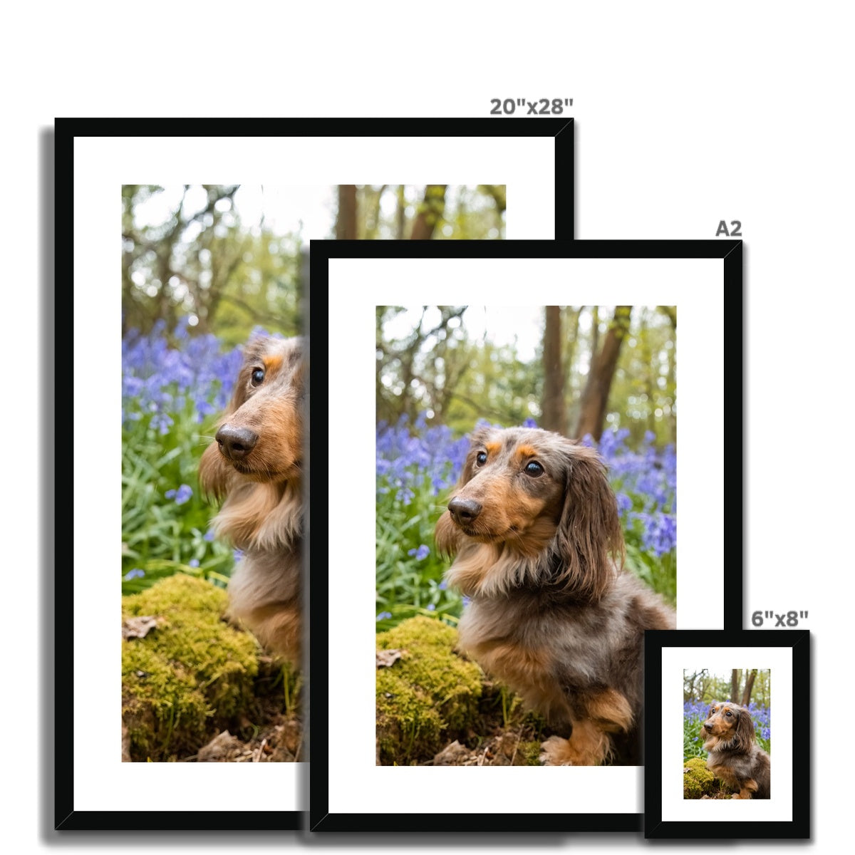 Bella Framed & Mounted Print