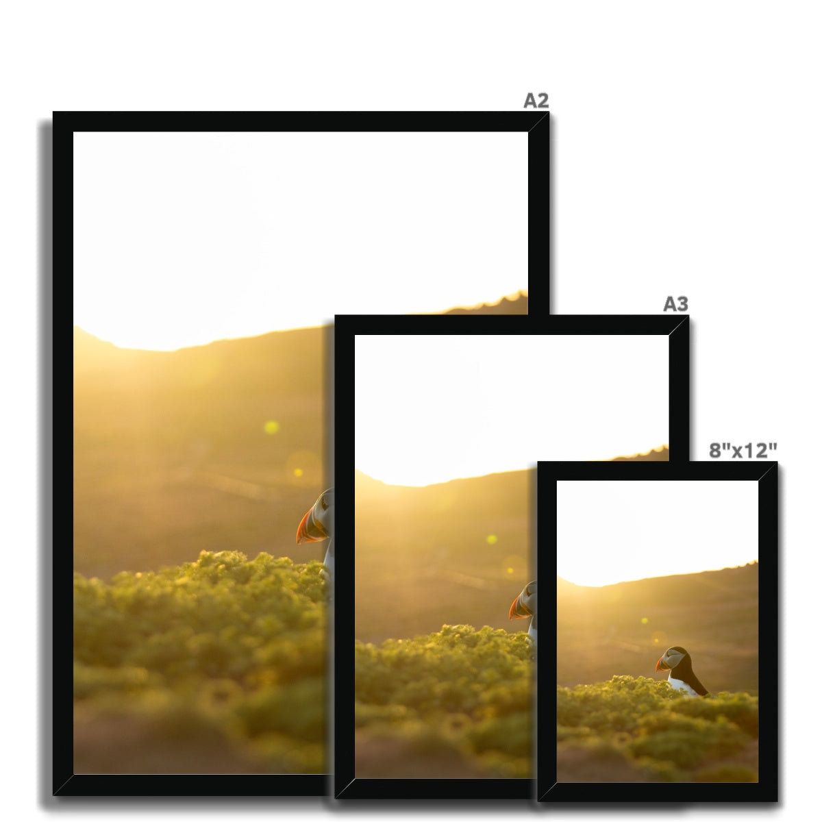 Golden Puffin Framed Print