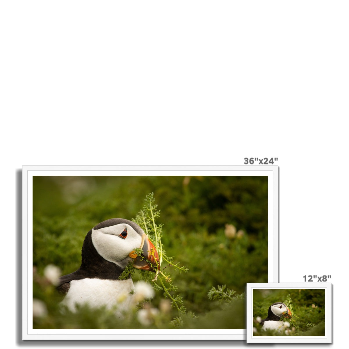 Puffin in foliage Framed Print
