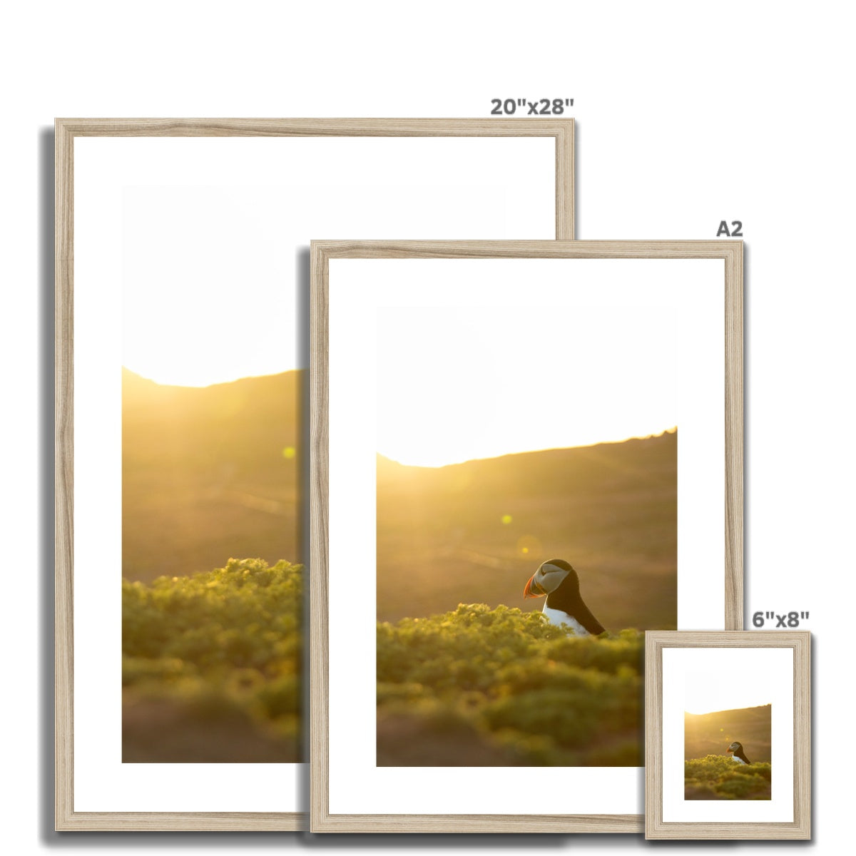 Golden Puffin Framed & Mounted Print