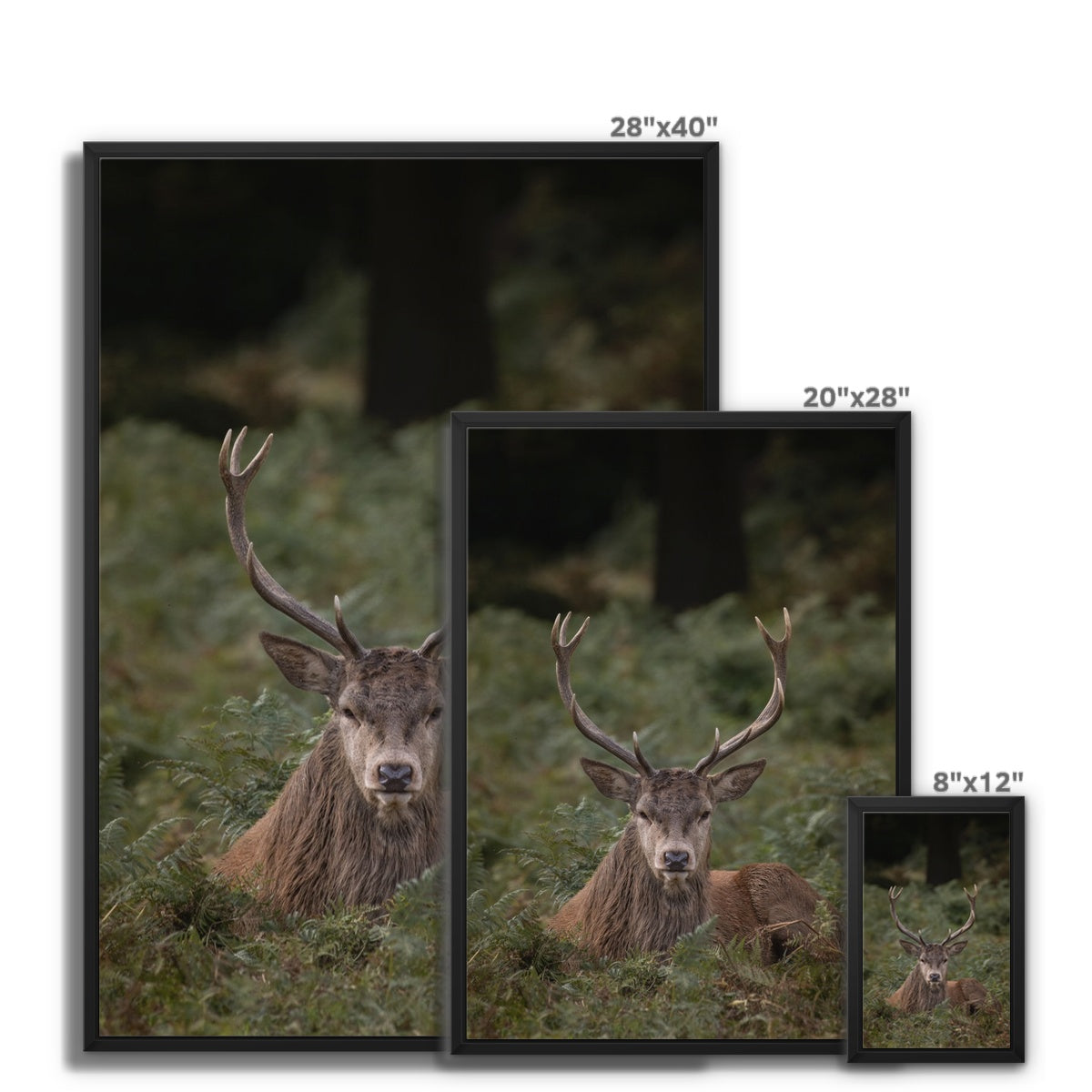 Deer Stag Watching Framed Canvas