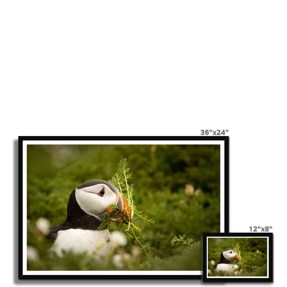Puffin in foliage Framed Print
