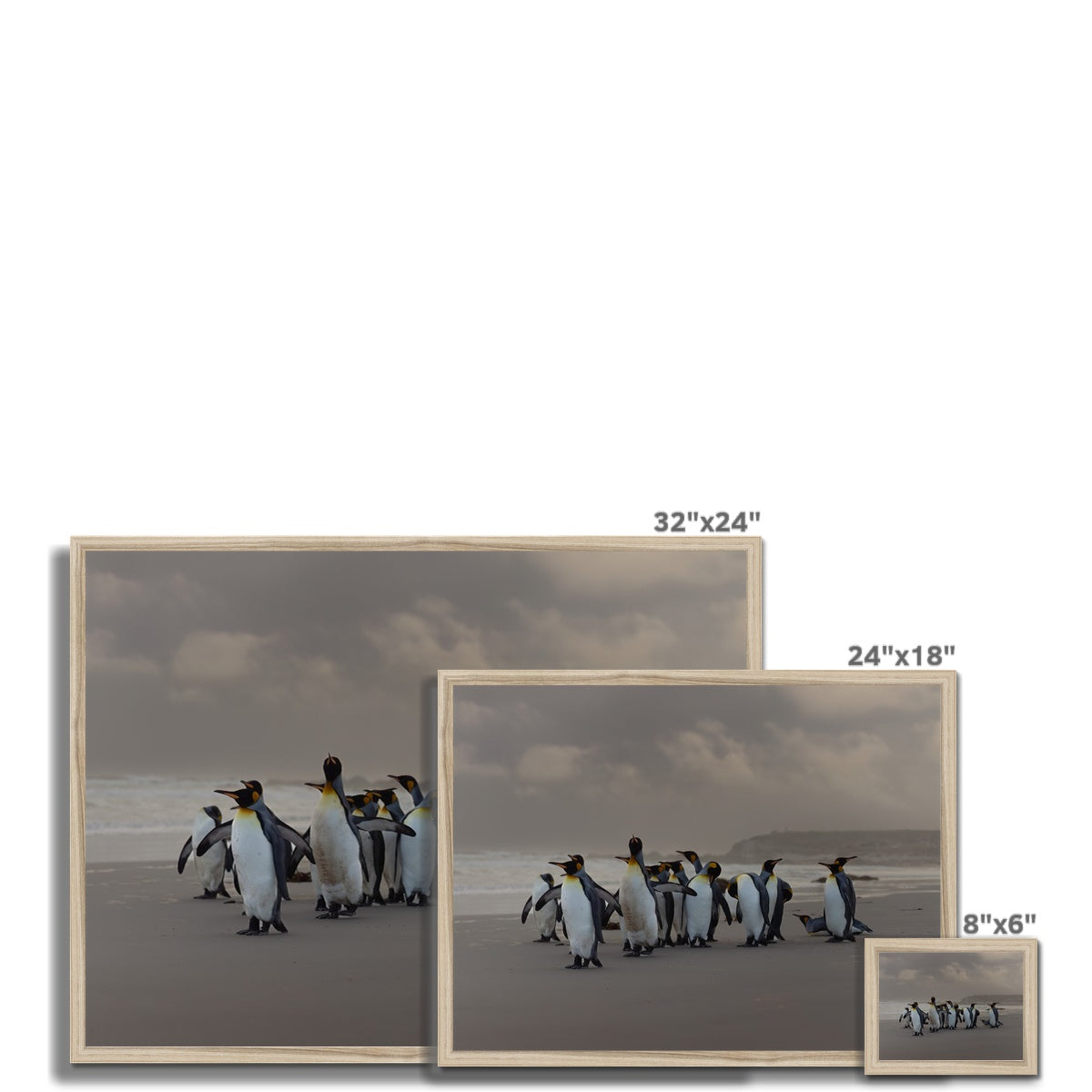 Kings on the beach Framed Print