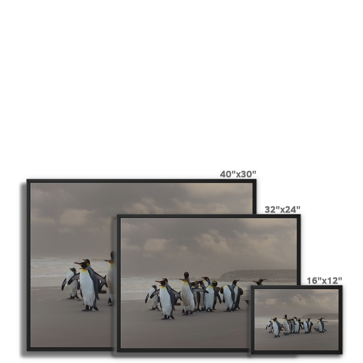 Kings on the beach Framed Canvas