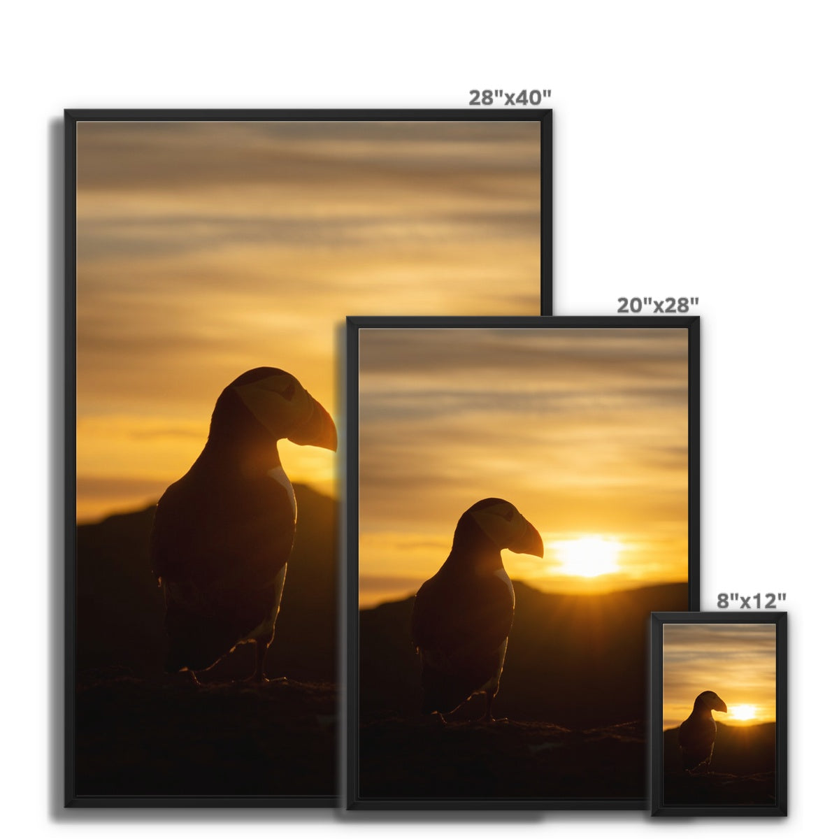 Puffin at sunset Framed Canvas