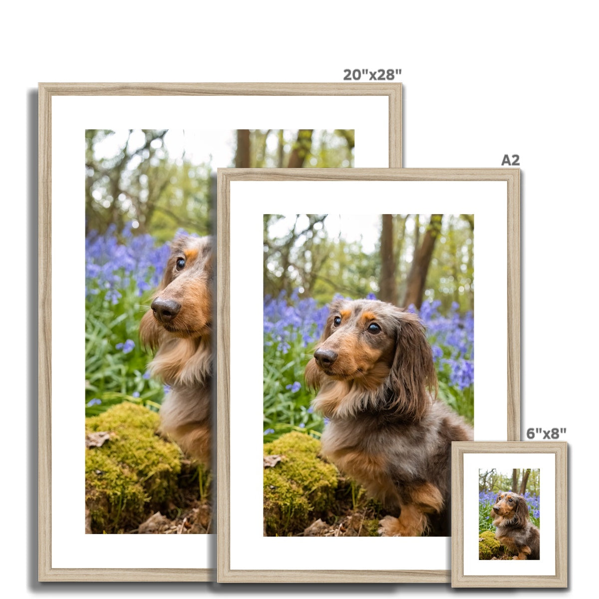 Bella Framed & Mounted Print