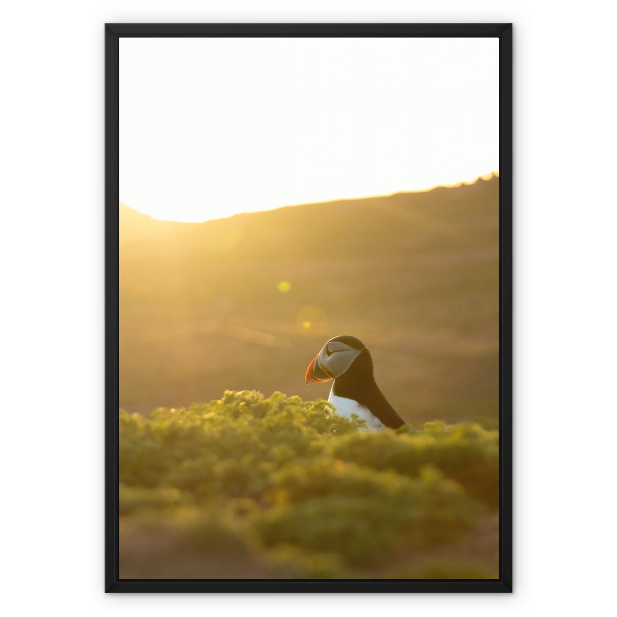 Golden Puffin Framed Canvas