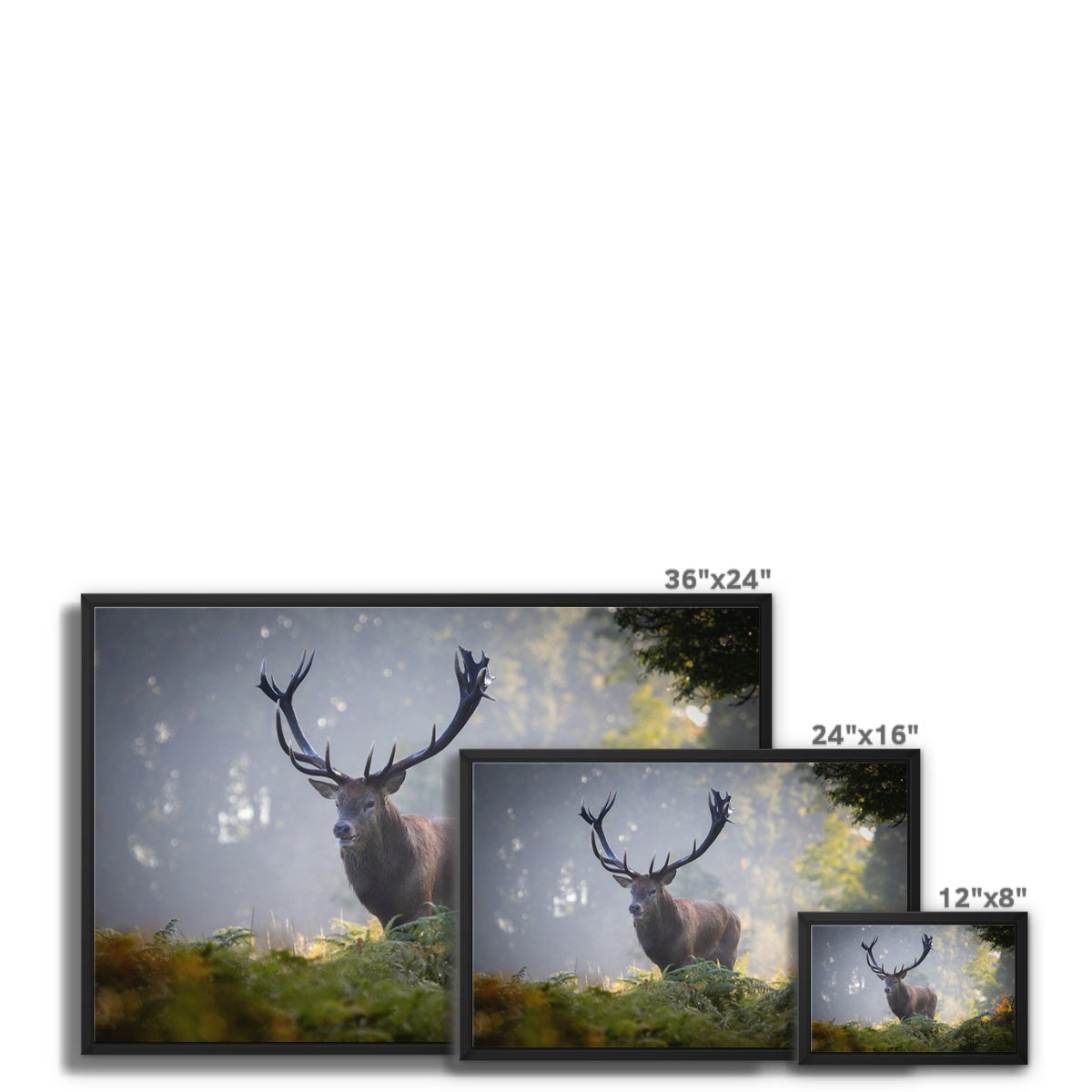 Red Deer Stag Framed Canvas