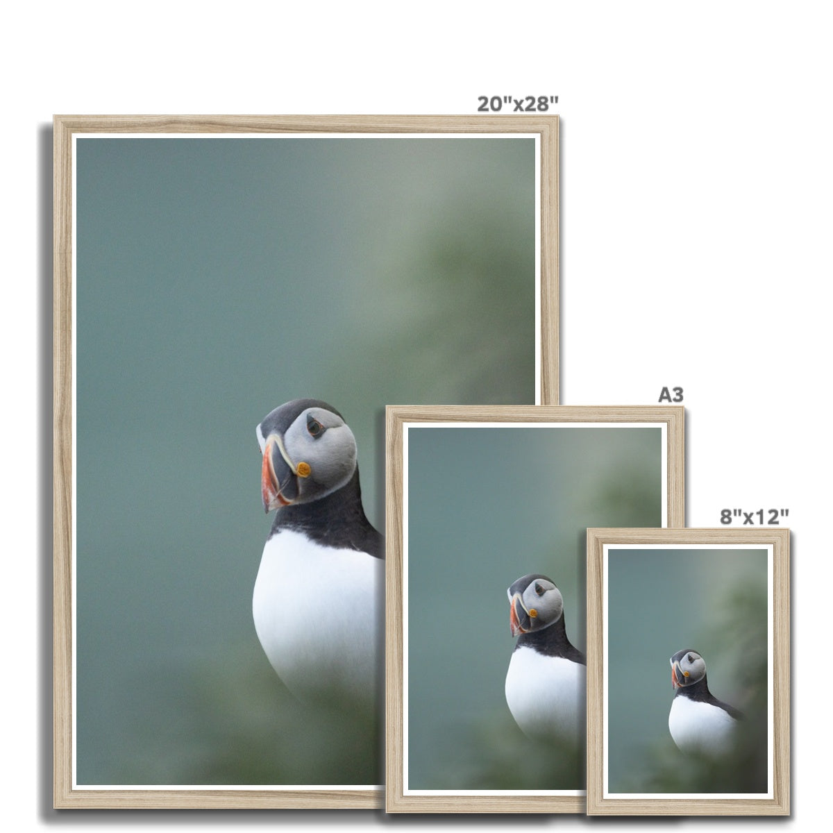 Puffin Framed Print