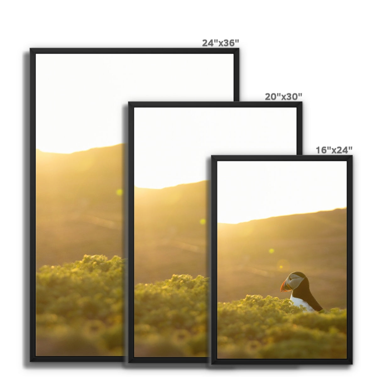Golden Puffin Framed Canvas