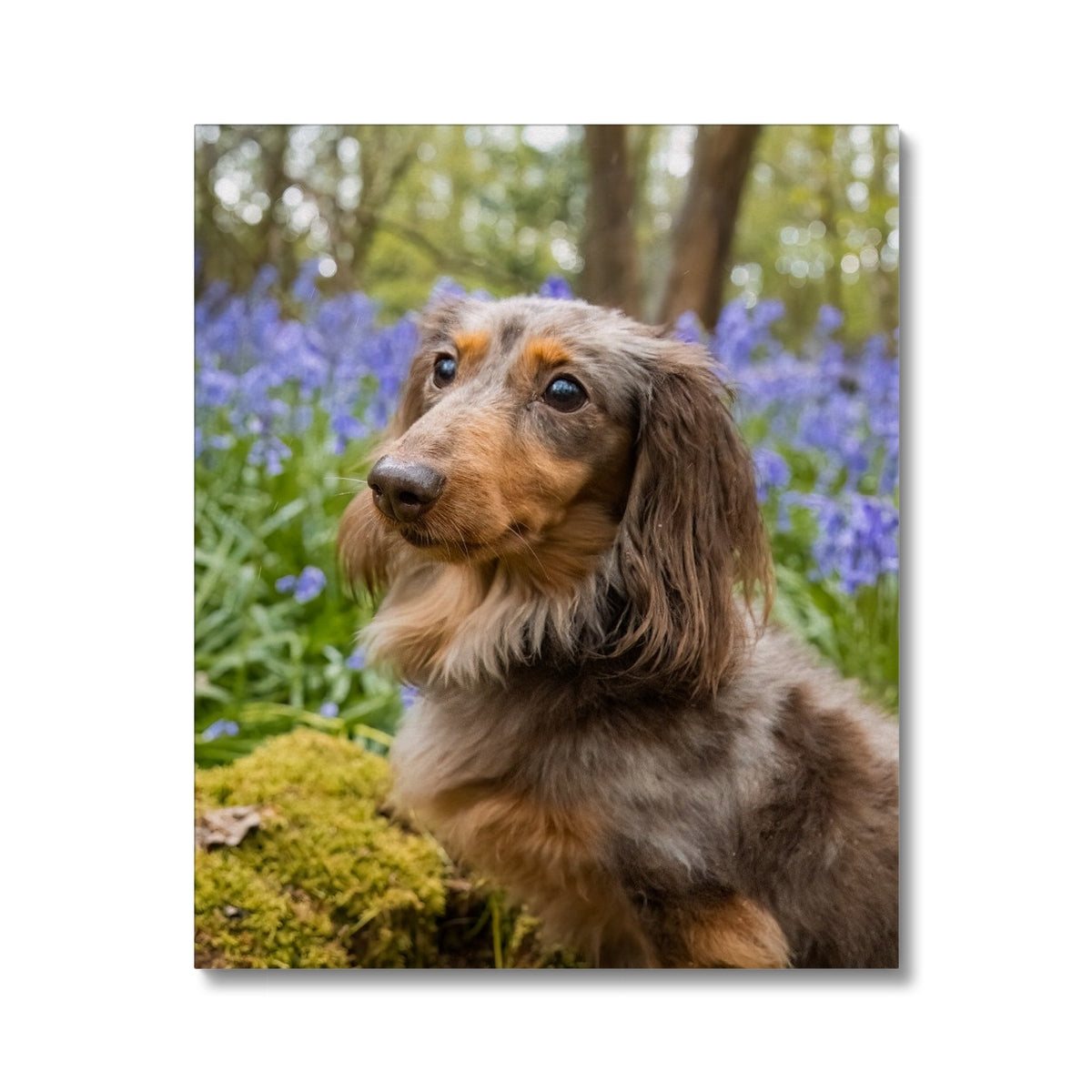 Bella Canvas