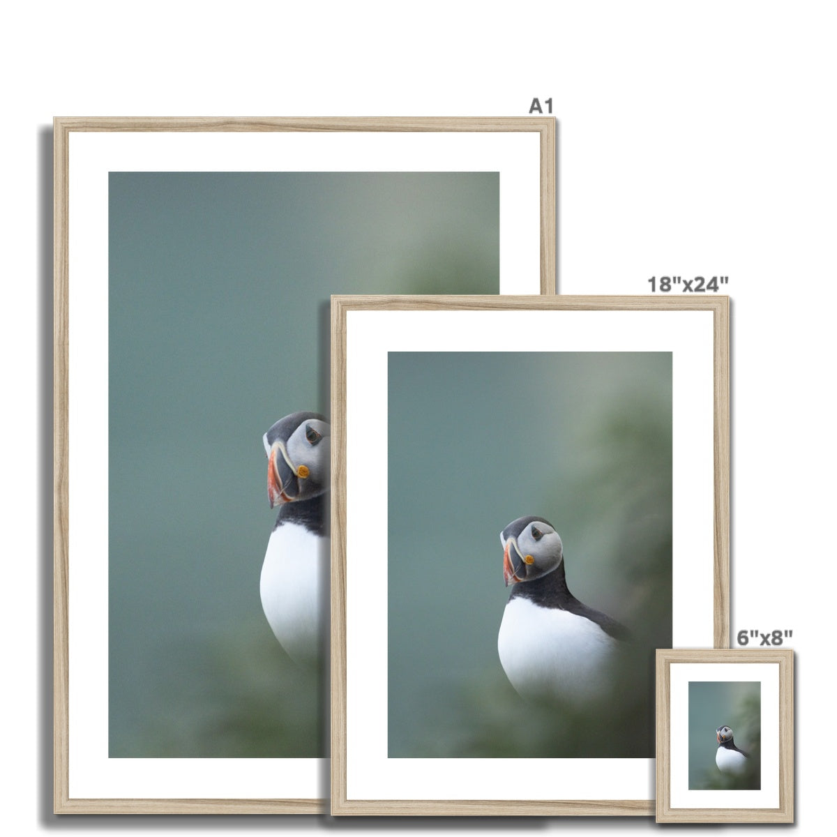 Puffin Framed & Mounted Print