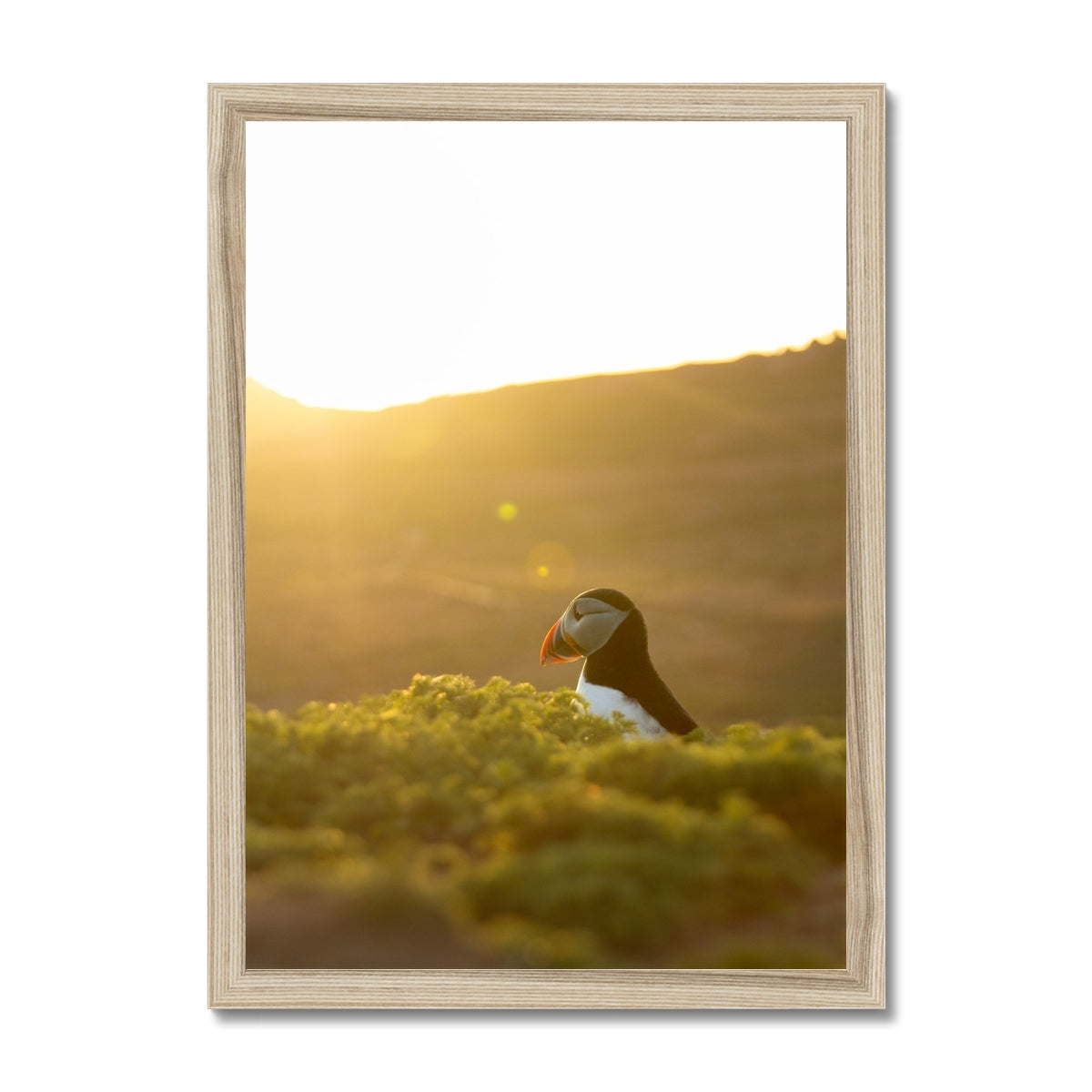 Golden Puffin Framed Print