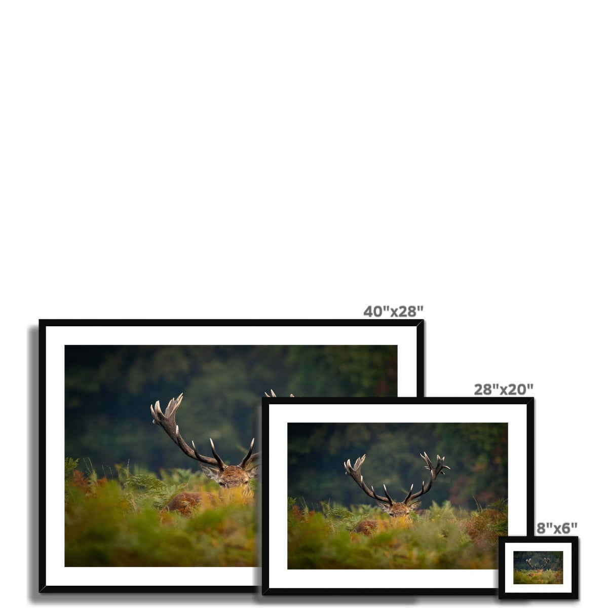 Red Deer peeking Framed & Mounted Print