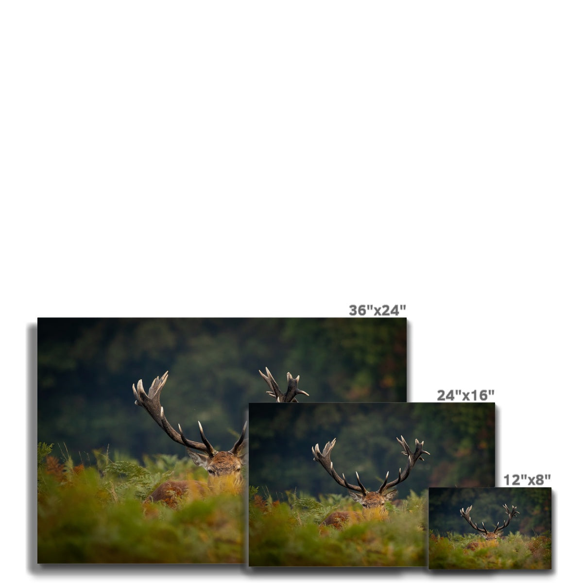 Red Deer peeking Canvas