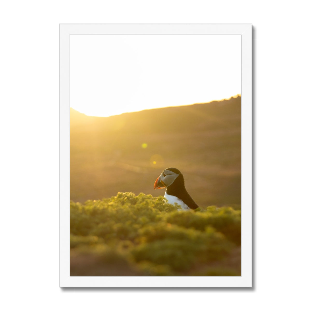 Golden Puffin Framed Print