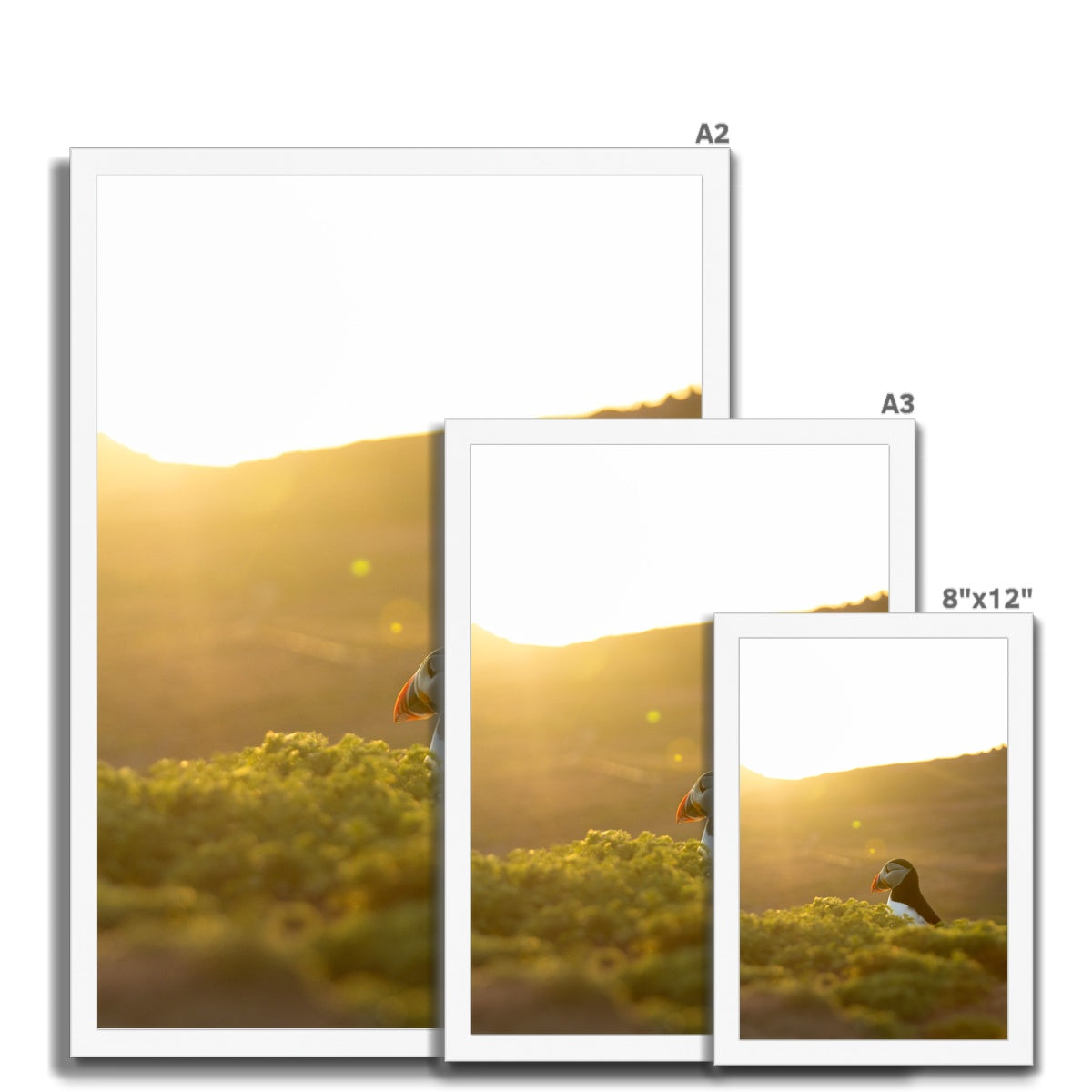 Golden Puffin Framed Print