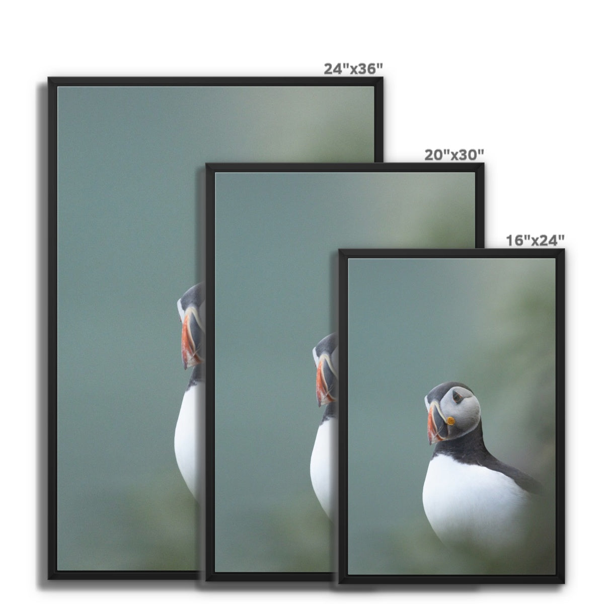 Puffin Framed Canvas