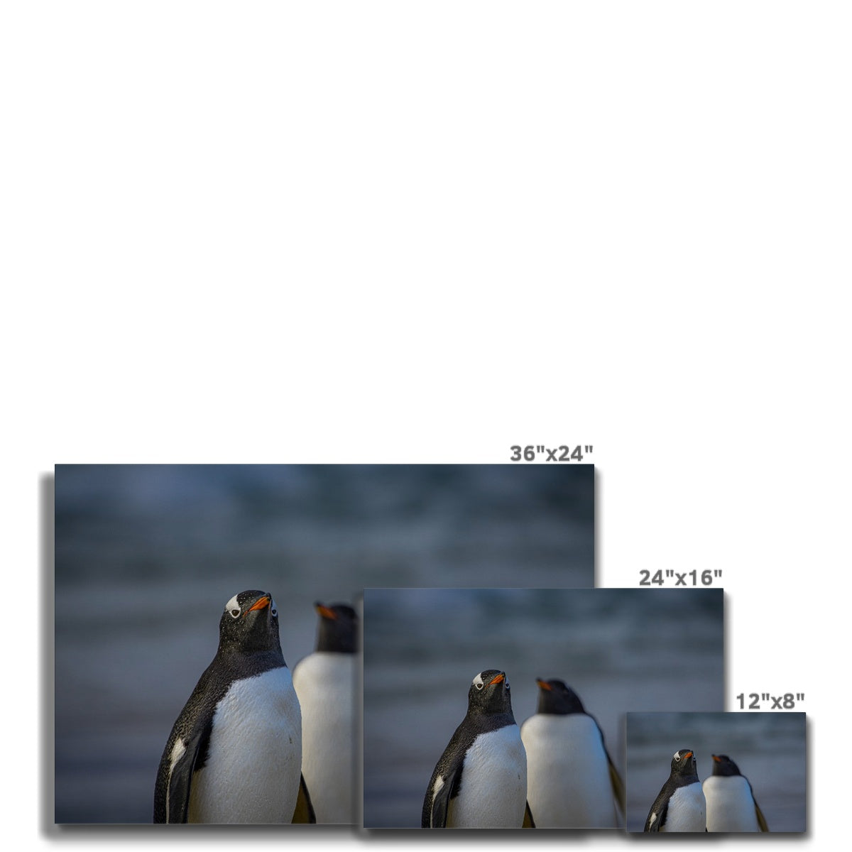Gentoo Penguins Canvas