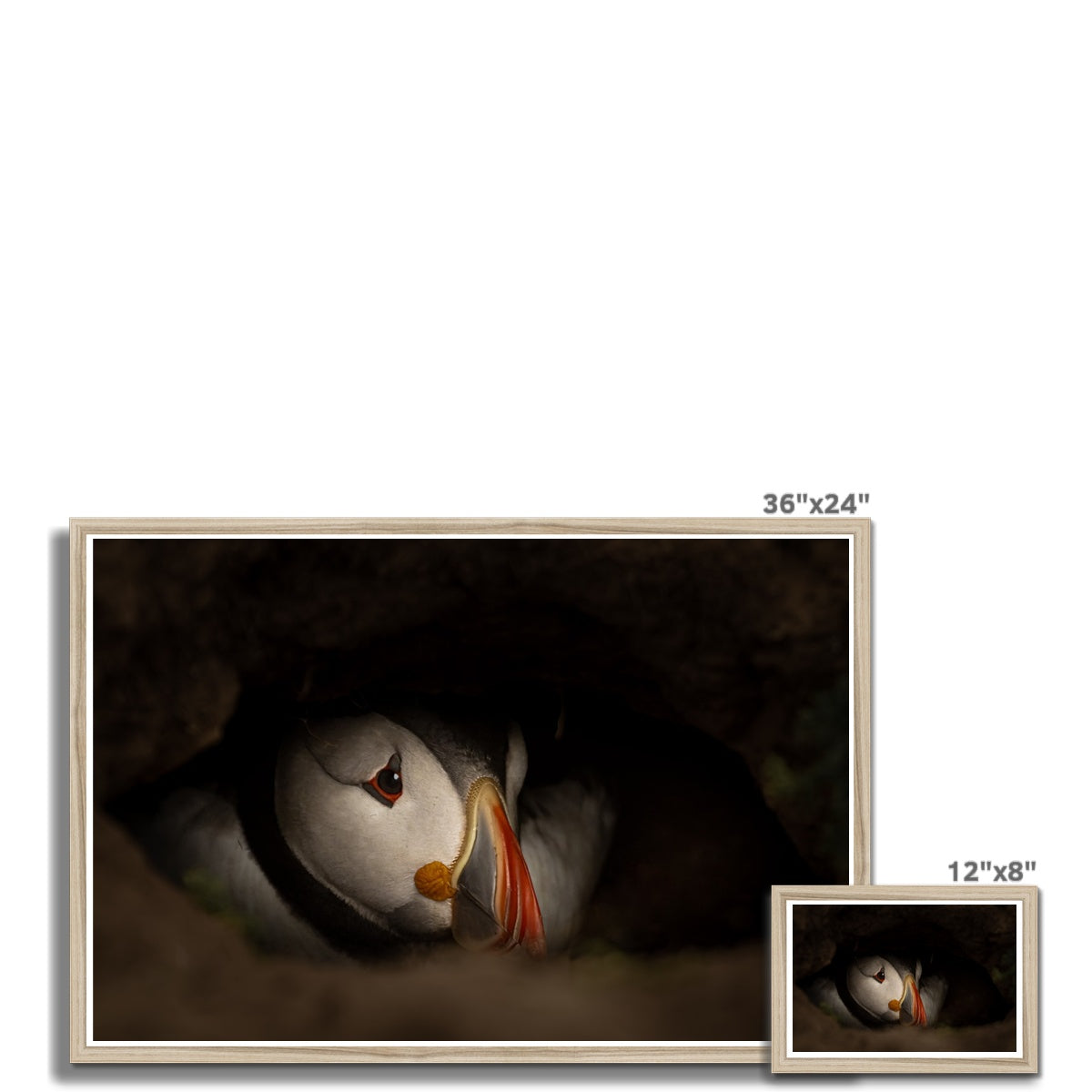Puffin in nest Framed Print