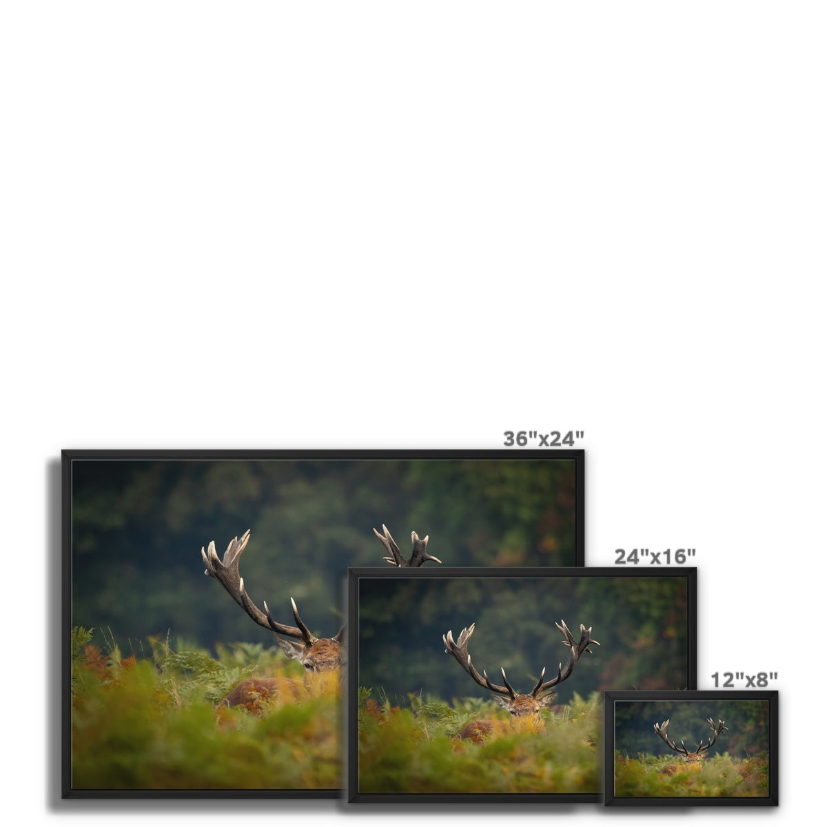 Red Deer peeking Framed Canvas