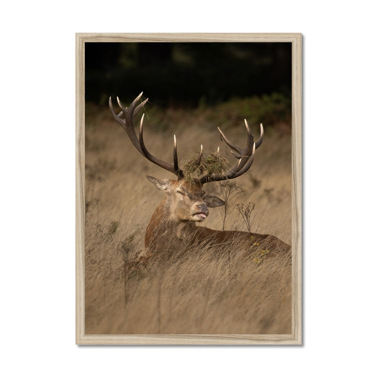 Deer Tongue Portrait Framed Print