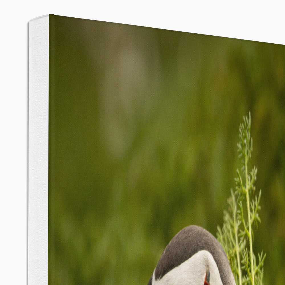 Puffin in foliage Canvas