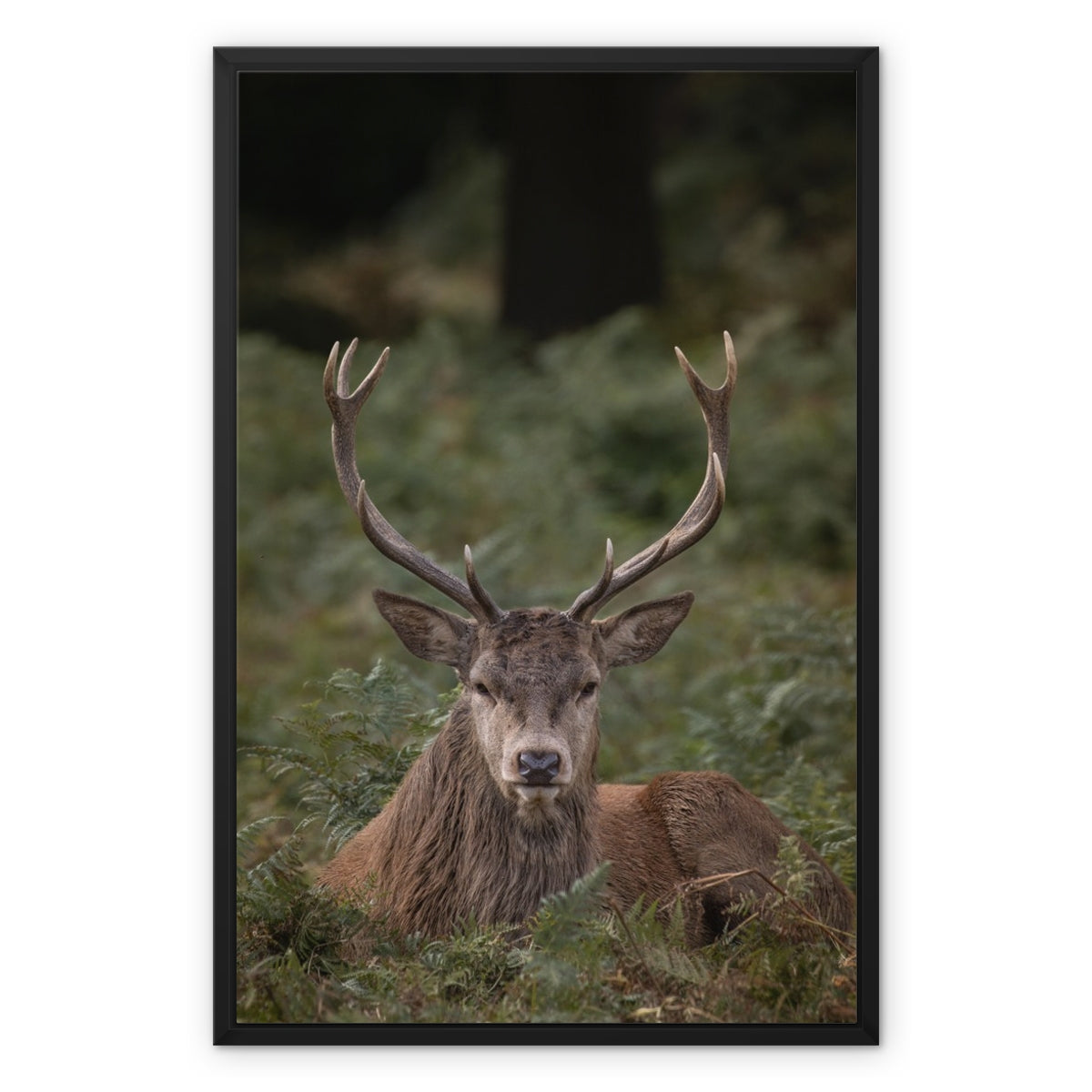 Deer Stag Watching Framed Canvas