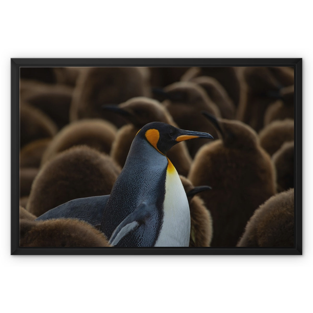 King amongst the kids Framed Canvas