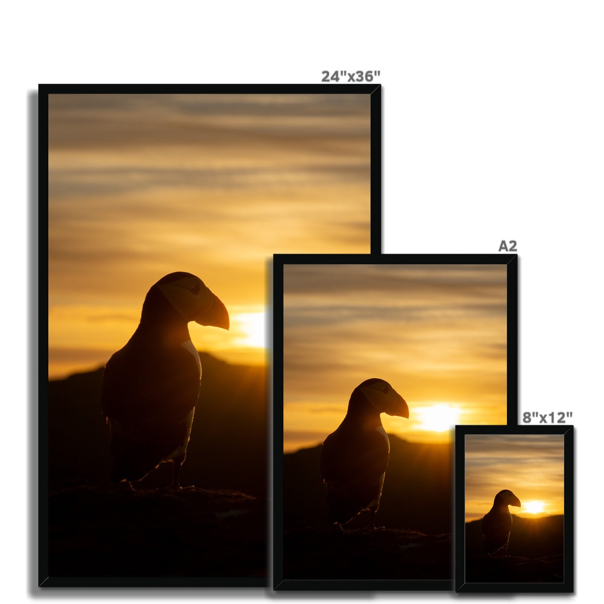 Puffin at sunset Framed Print