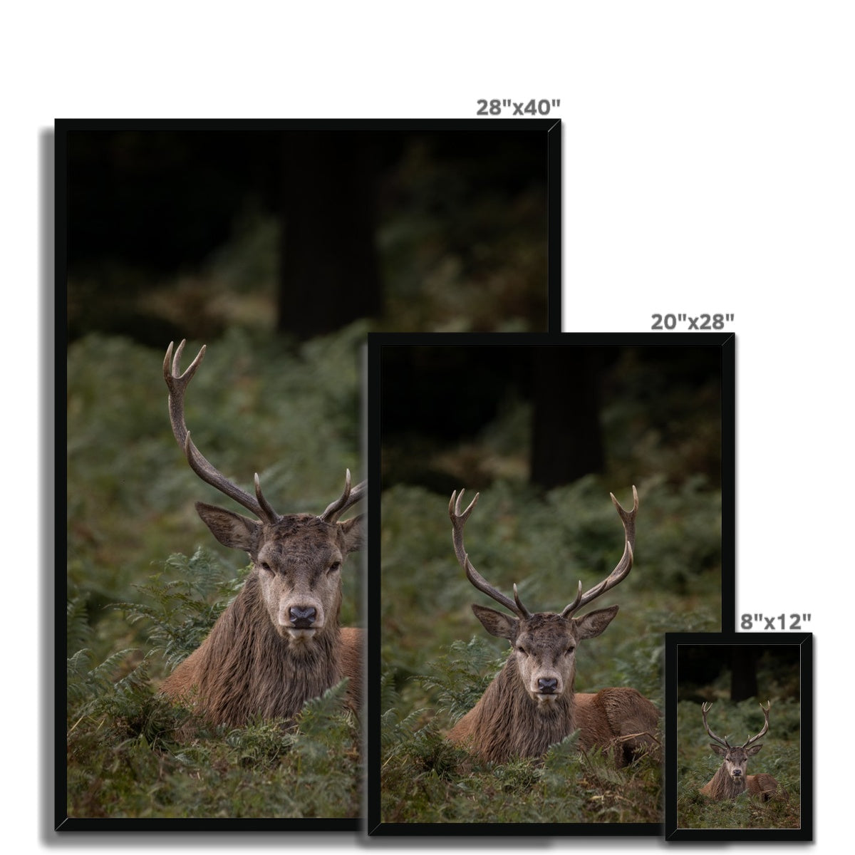 Deer Stag Watching Framed Print