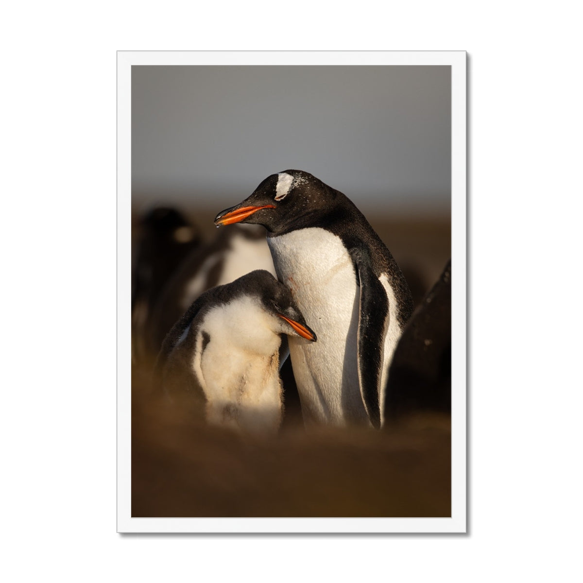 Cuddles in the colony Framed Print