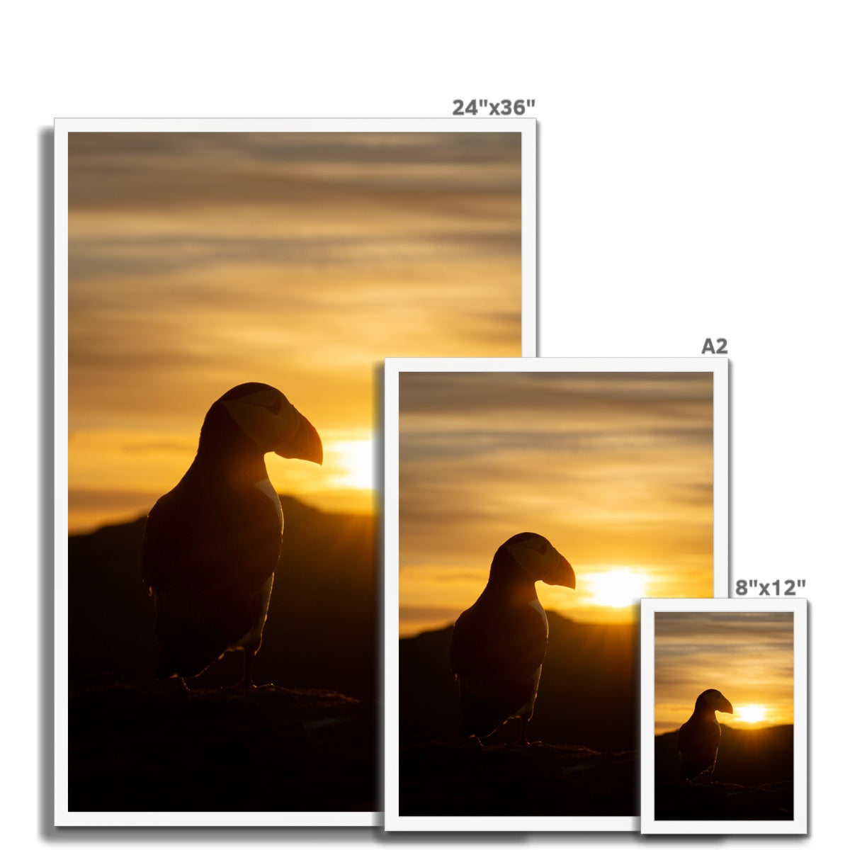 Puffin at sunset Framed Print