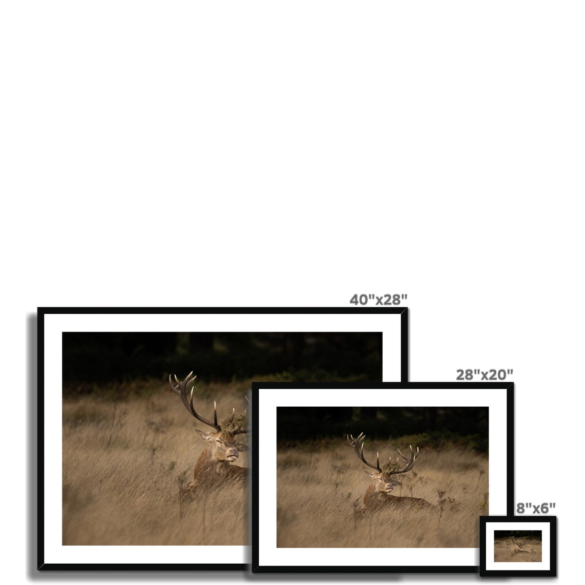 Deer Tongue Landscape Framed & Mounted Print