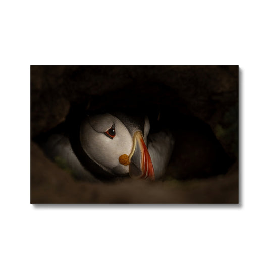 Puffin in nest Canvas