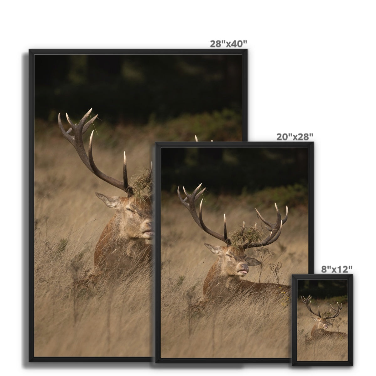 Deer Tongue Portrait Framed Canvas