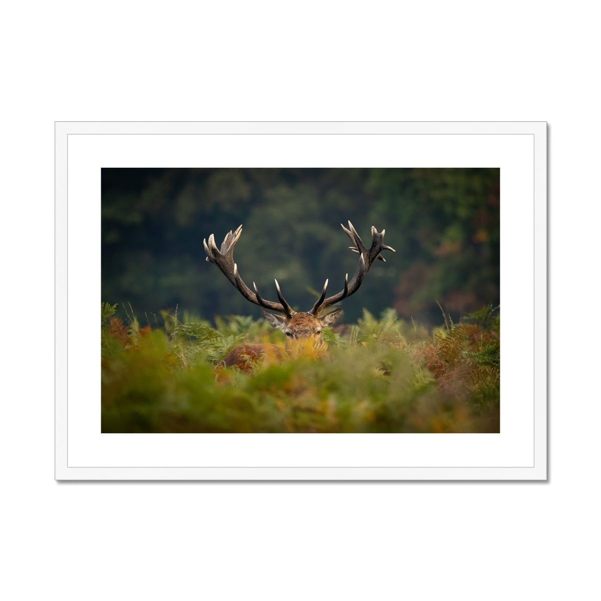 Red Deer peeking Framed & Mounted Print