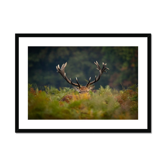 Red Deer peeking Framed & Mounted Print