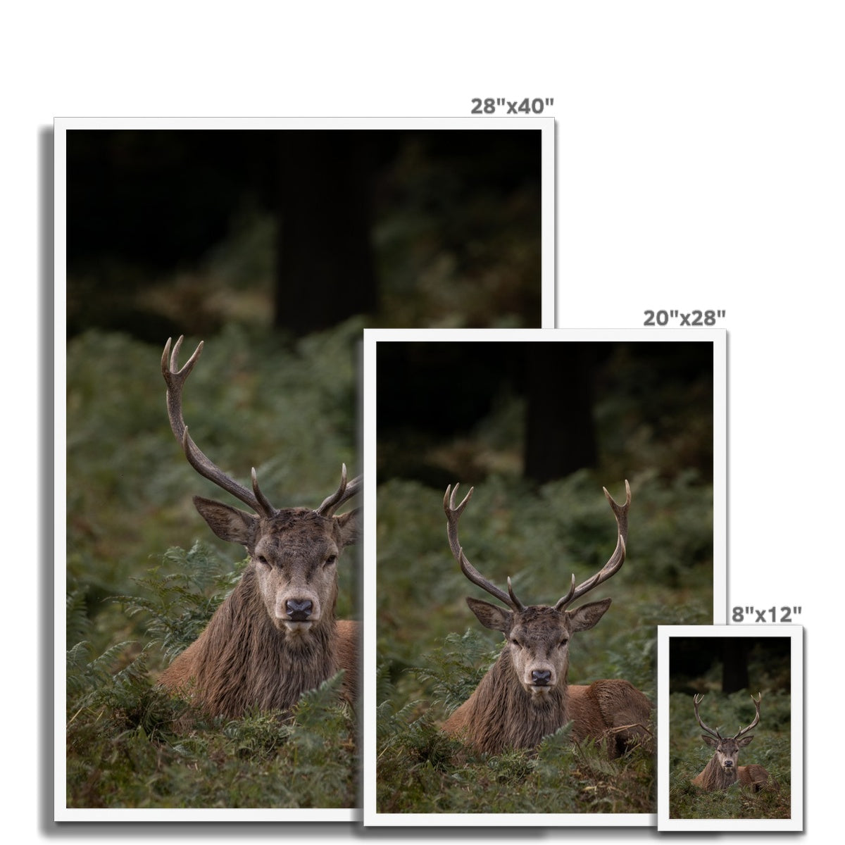 Deer Stag Watching Framed Print