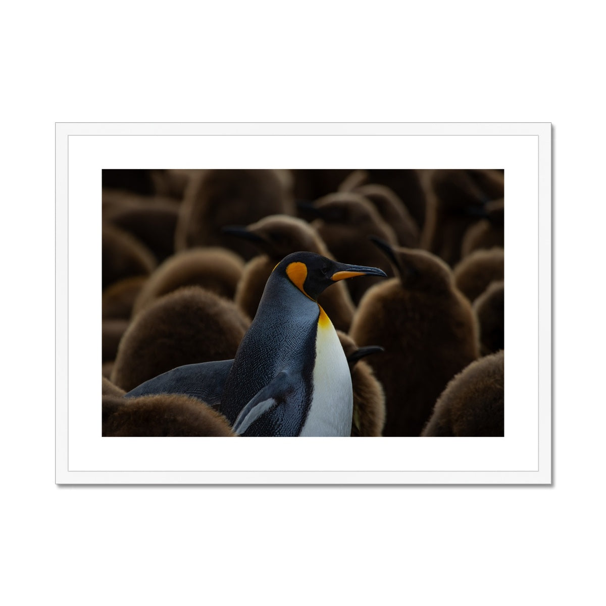 King amongst the kids Framed & Mounted Print