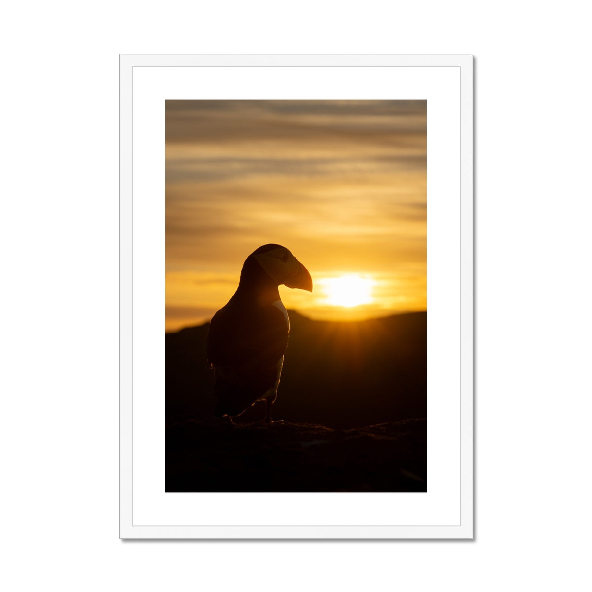 Puffin at sunset Framed & Mounted Print