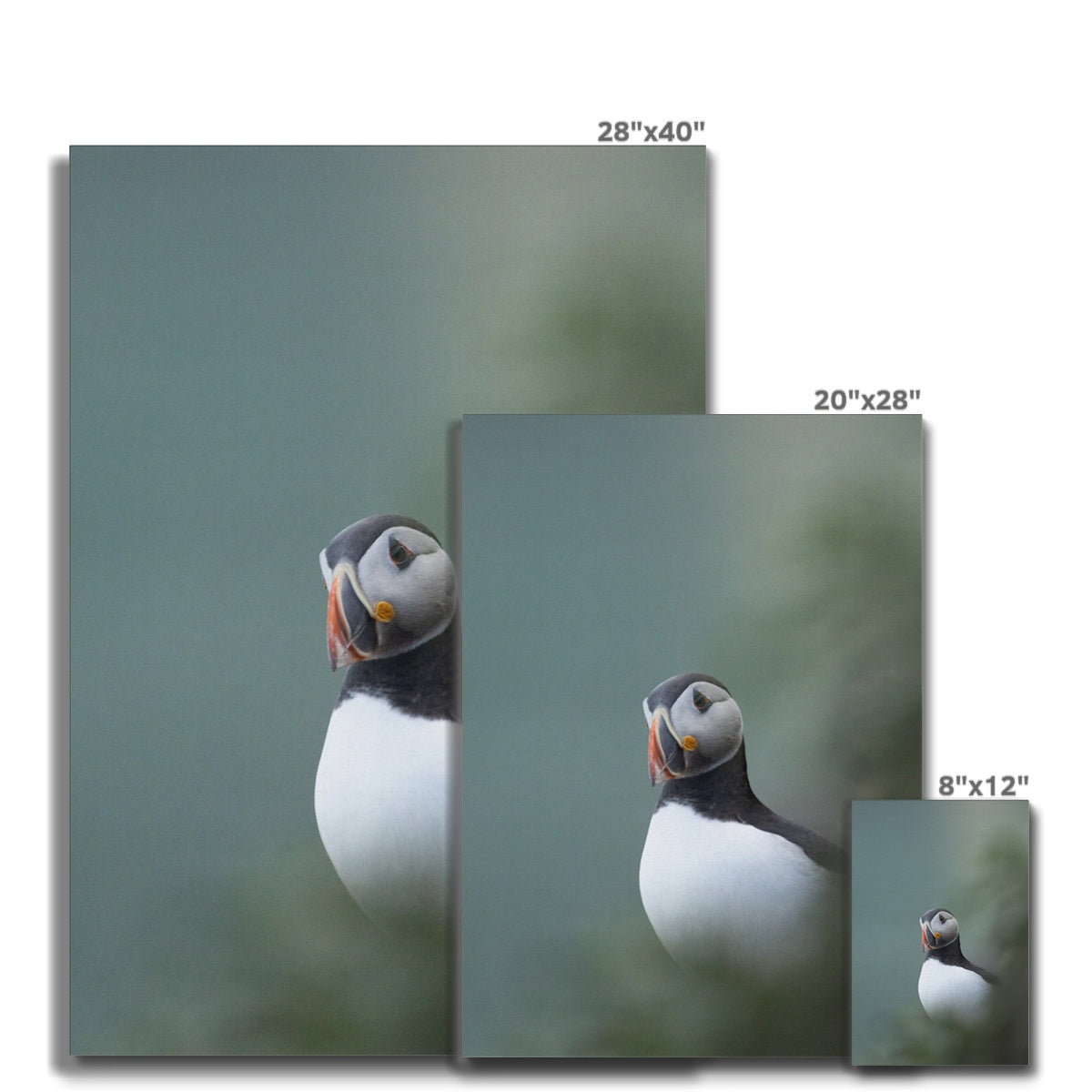 Puffin Canvas