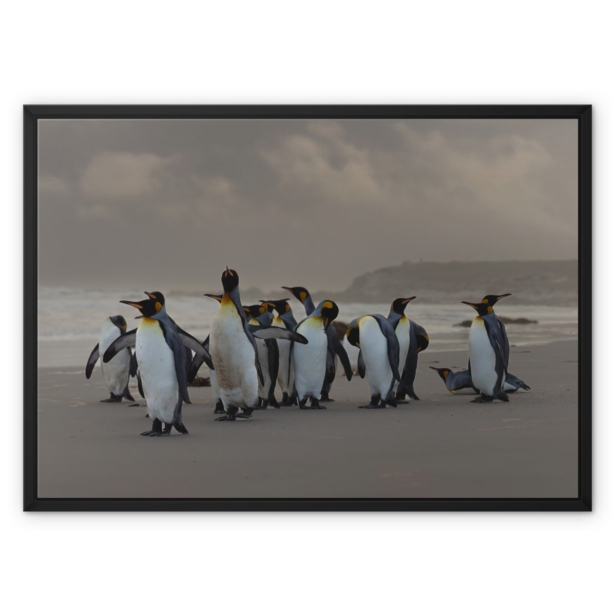 Kings on the beach  Framed Canvas