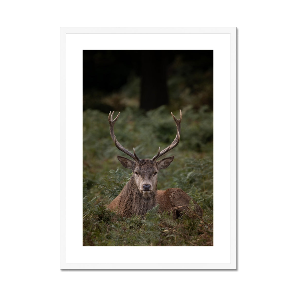 Deer Stag Watching Framed & Mounted Print